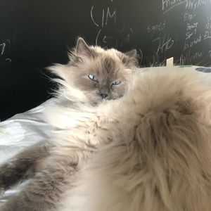 Meet your Posher, Trichia